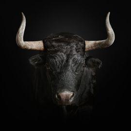 Toro Bravo (Small)