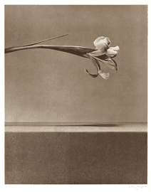 Artwork - Flowers I