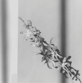 Artwork - Orchid