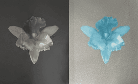 Artwork - Tampa Orchid