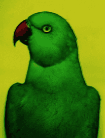 Artwork - L'oiseau II