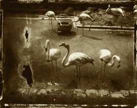 Artwork - Les Loiseaux d’Anvers