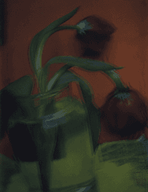 Les Tulipes