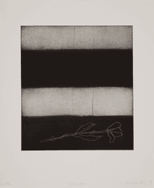 Artwork - White Rose