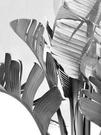 Artwork - Foliage I