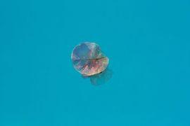 Artwork - Istan Petal