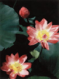 Artwork - Lotus Flower