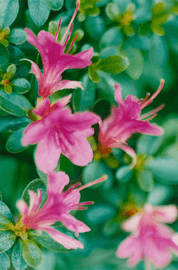 Artwork - Pink Azalea, Dusseldorf, 1993