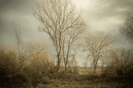 Artwork - #12161-1598