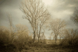 Artwork - 2161-1598
