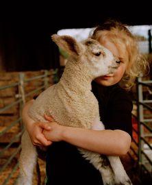 The Lamb and Clara (Small)