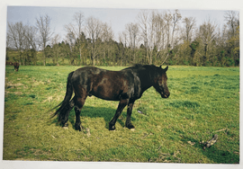 Artwork - Horse