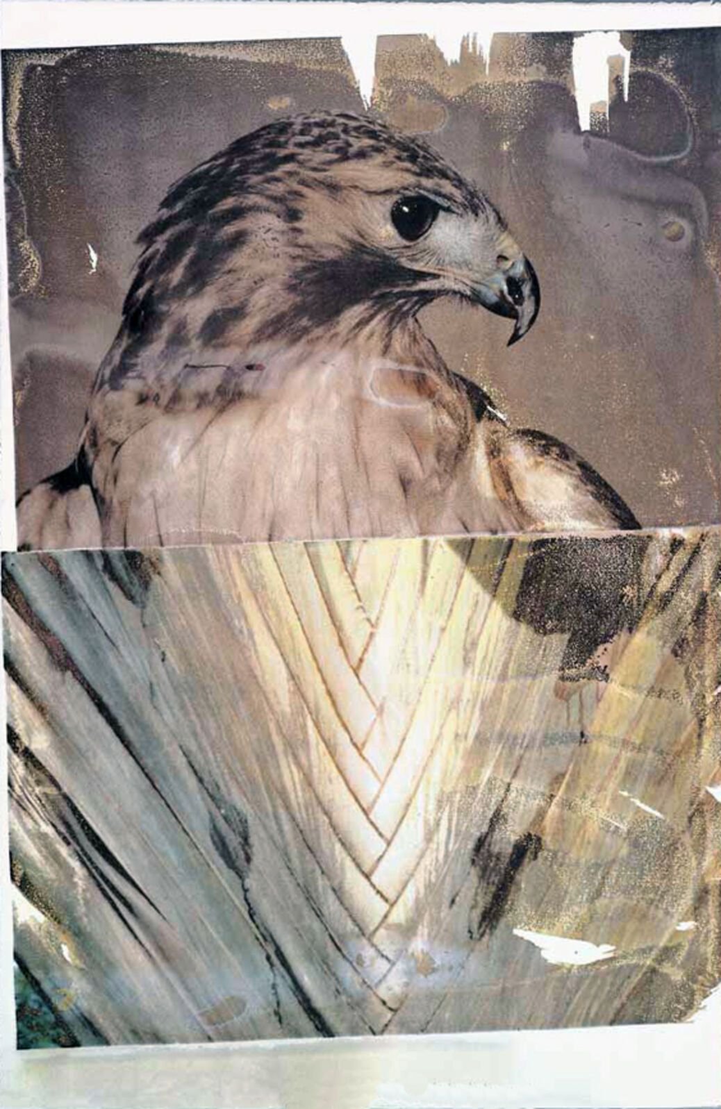 Robert Rauschenberg_Nature(1).jpg