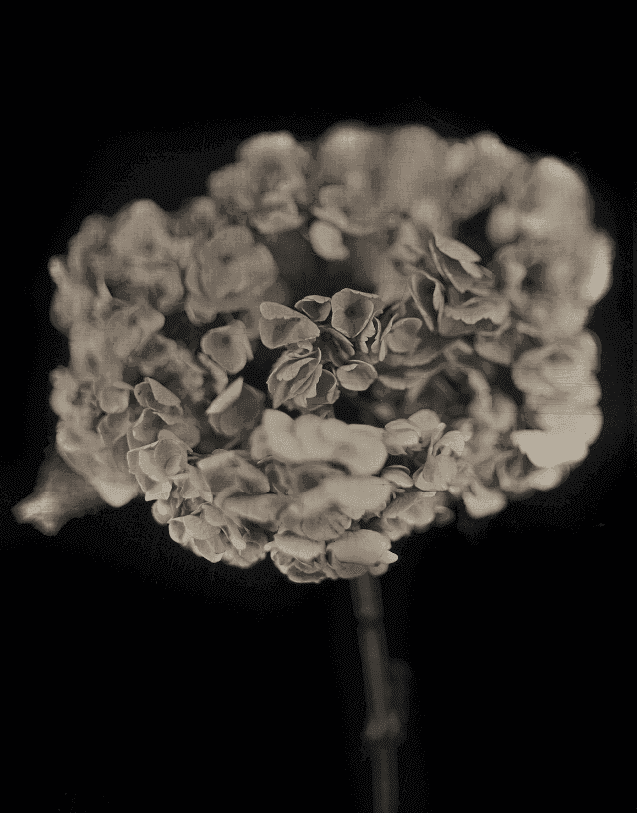 Chuck Close, ‘Hydrangea’, 2007, Print, Archival pigment on Hahnemuhle Baryta, Adamson Editions,