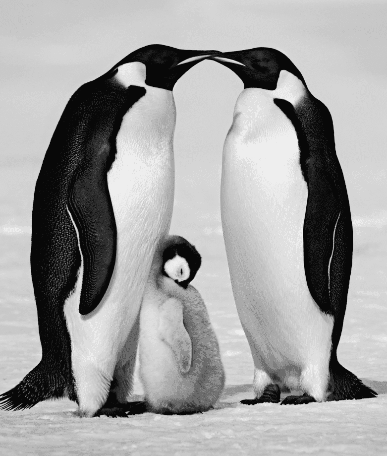 David Yarrow, ‘Contentment’, 2021, Print, Photograph, null,
