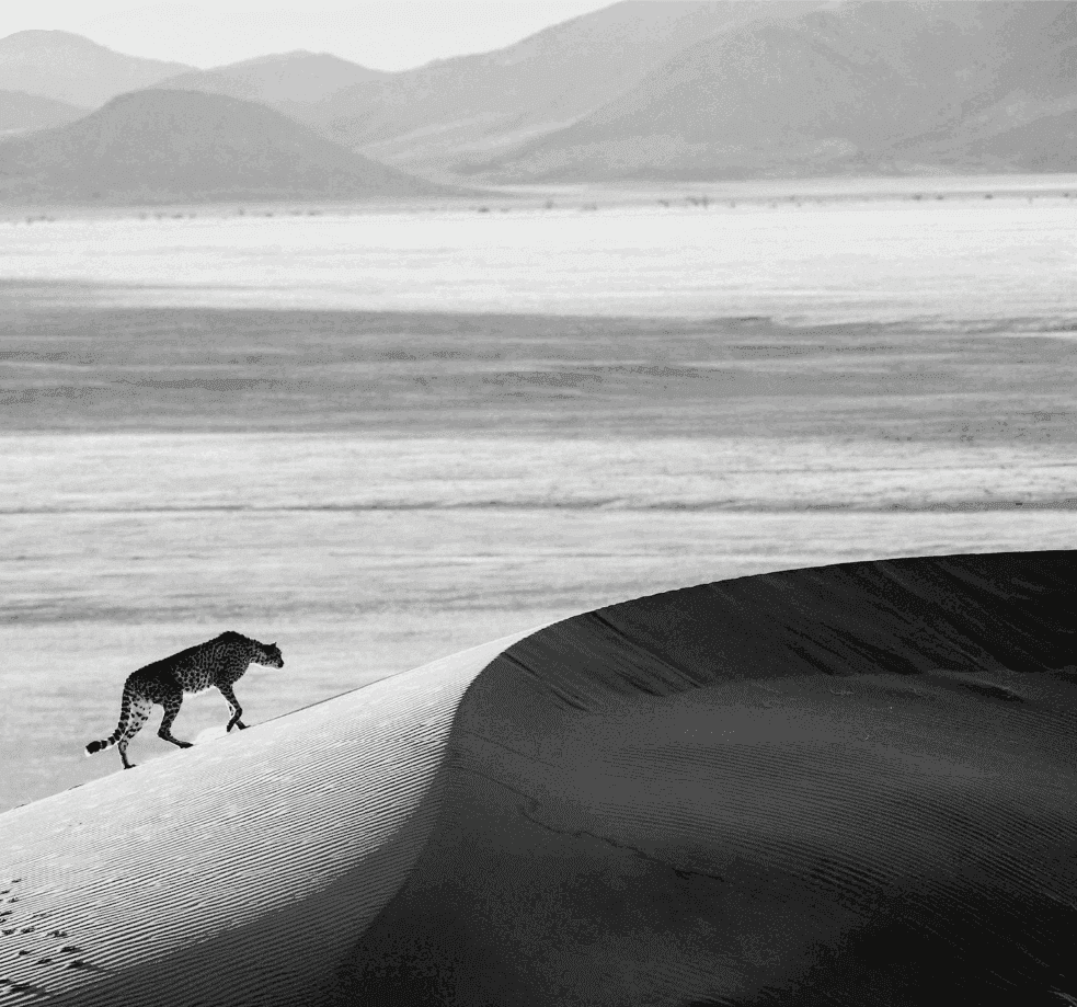 David Yarrow, ‘Prowl’, 2013, Print, Archival Pigment Print, null,