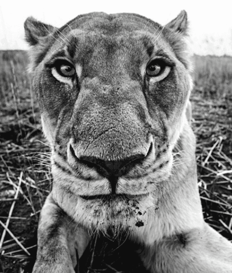 David Yarrow, ‘The Hunger Games’, 2016, Print, Archival Pigment Print, null, Numbered, Dated