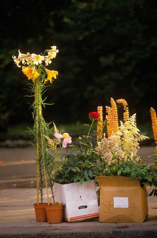 Homer Sykes, ‘Chelsea Flowers’, 1980, Photography, Archival Pigment print, null,