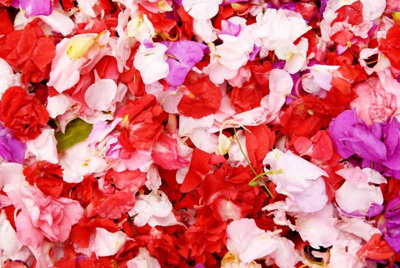 Homer Sykes, ‘Petals’, 2014, Photography, Archival Pigment print, null,