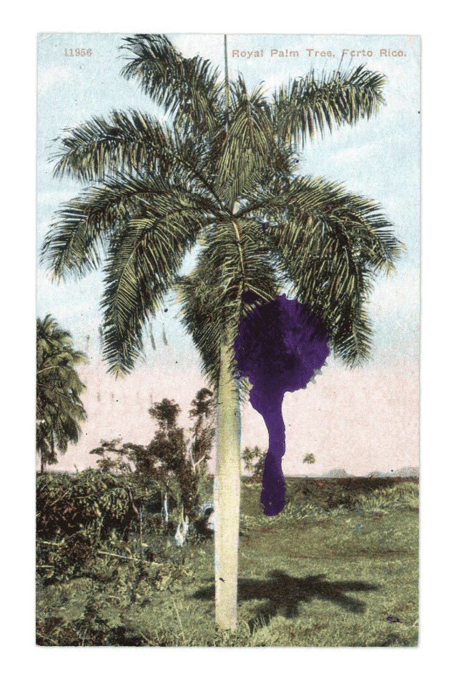 Julian Schnabel, ‘Royal Palm’, 2021, Print, Pigment print on handmade paper, Geuer & Geuer Art, Numbered
