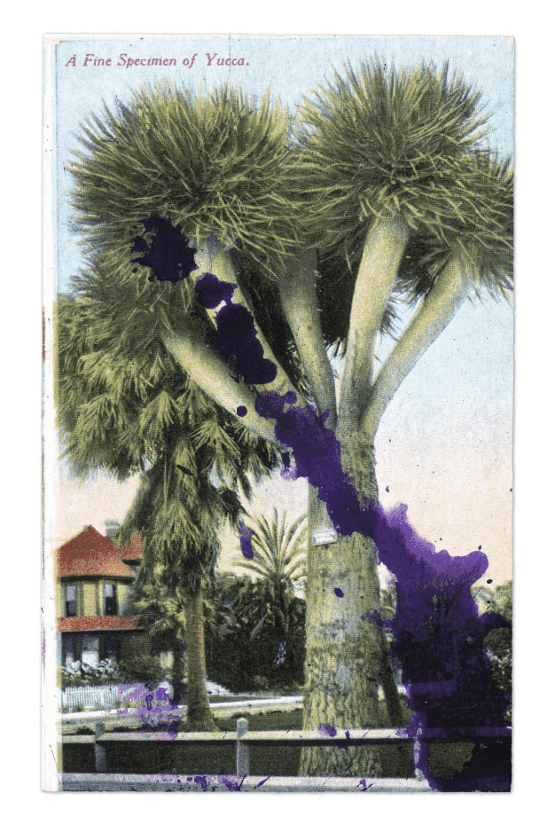 Julian Schnabel, ‘Specimen of Yucca’, 2021, Print, Pigment print on handmade paper, Geuer & Geuer Art, Numbered