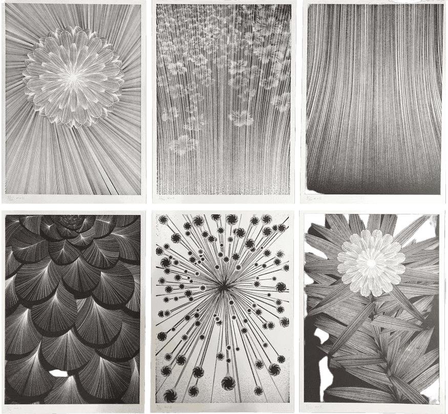 Kai & Sunny, ‘The Flower Show - Series 2 (Box Set)’, 02-06-2011, Print, 1 colour Heavy Impression on Somerset Velvet 300gsm, Self-released, Numbered