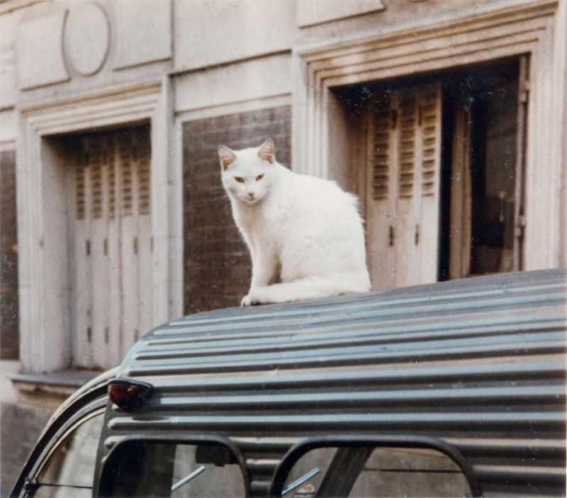 Peter Cornelius, ‘Cat On A Car Tin Roof’, 2020, Print, Archival Pigment Print, null,