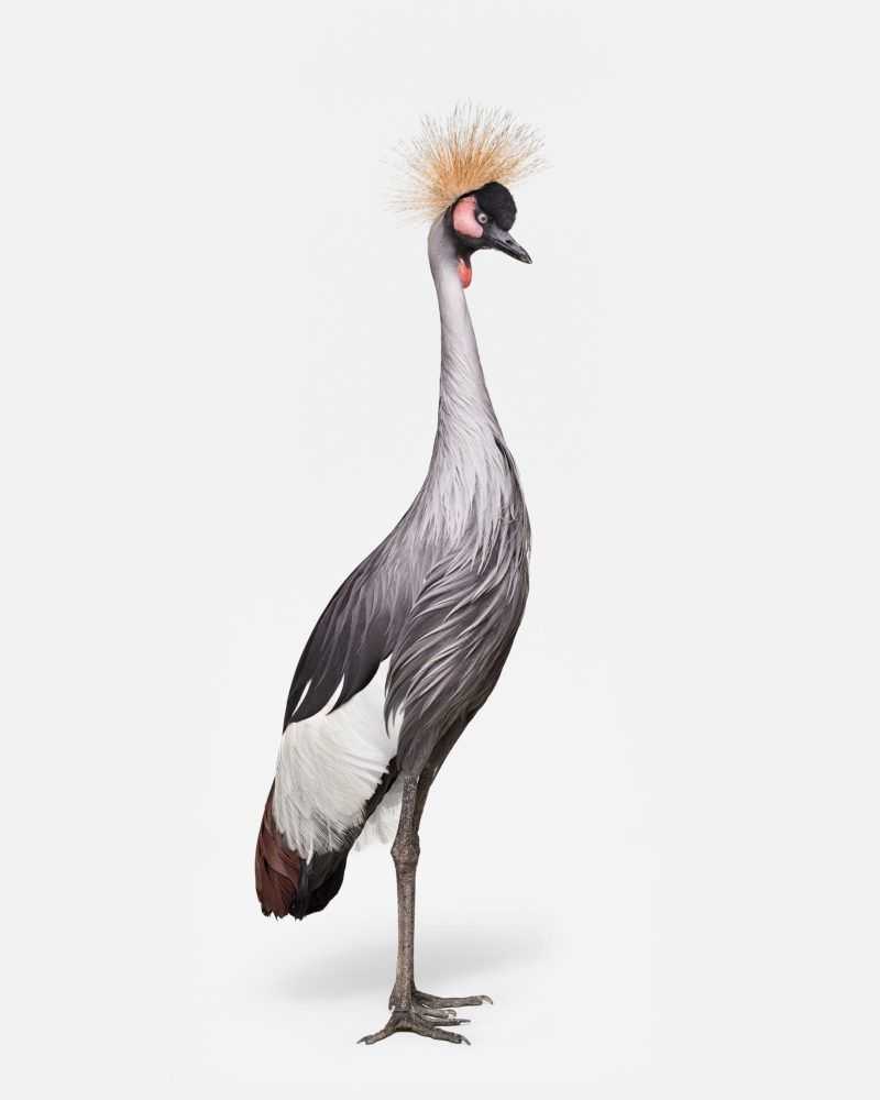 Randal Ford, ‘African Crane No. 1 (Large)’, 2018, Print, Digital C-Print on Archival Photographic Paper, null,