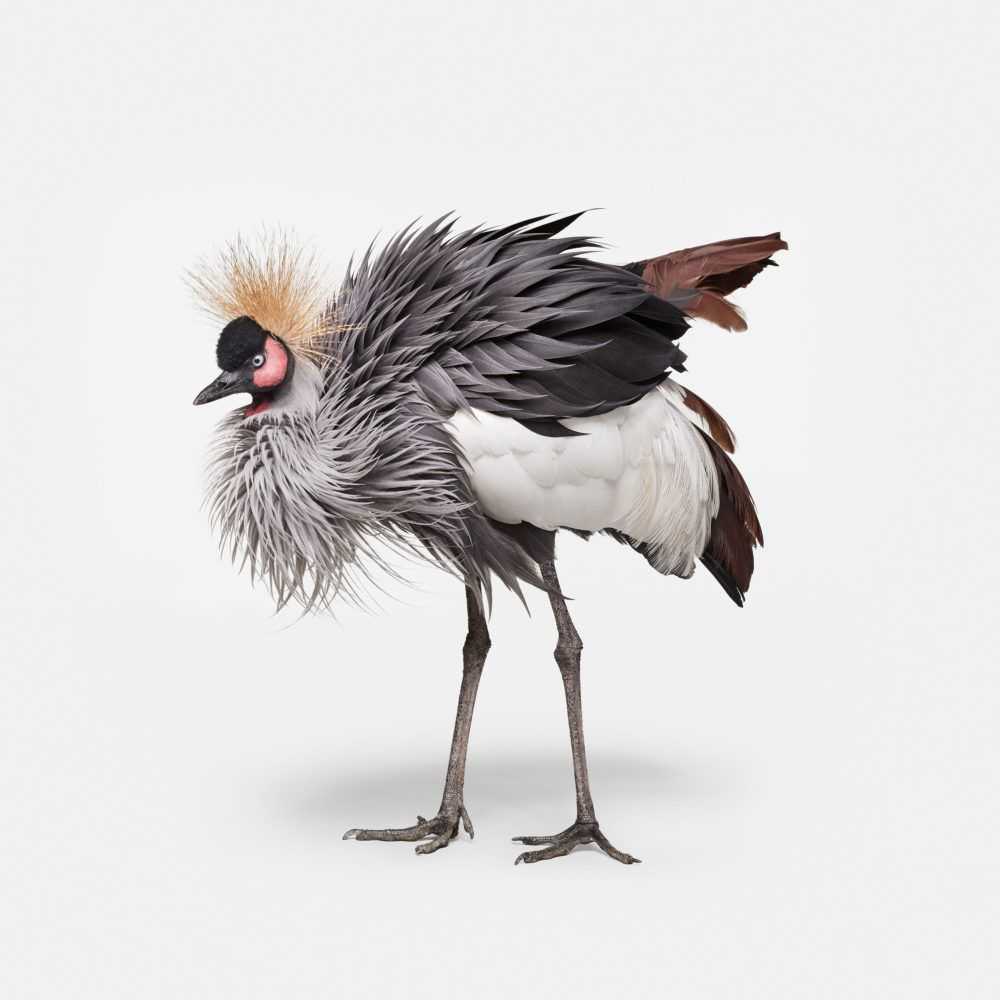 Randal Ford, ‘African Crane No. 2 (Medium)’, 2018, Print, Digital C-Print on Archival Photographic Paper, null,