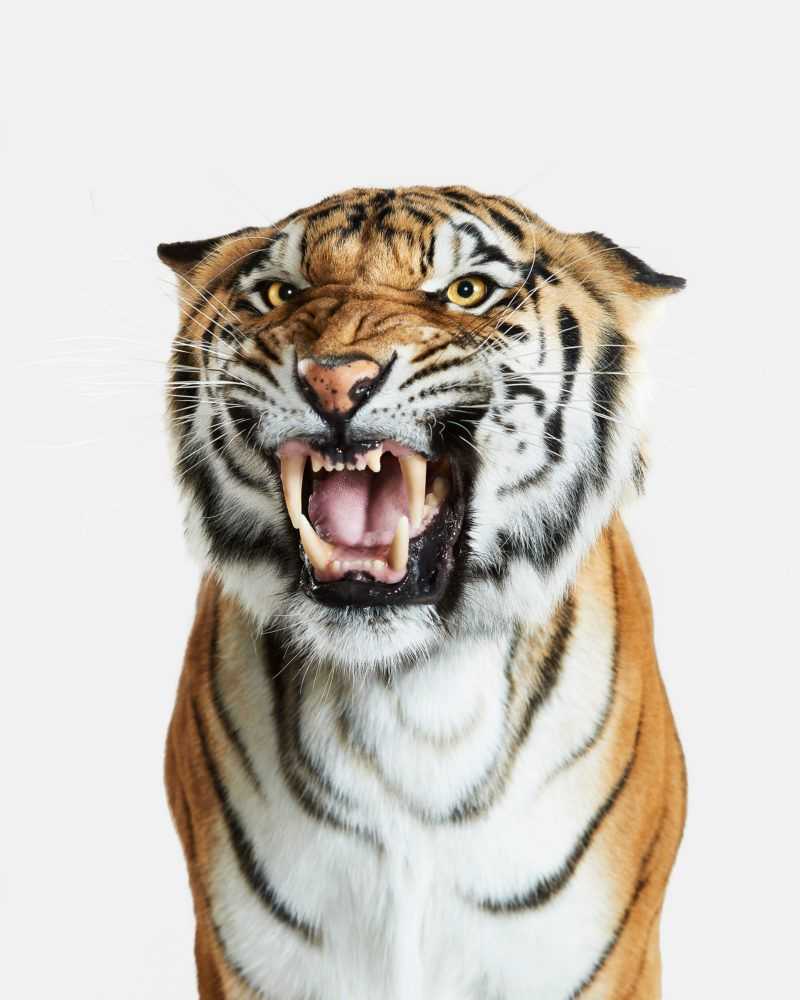 Randal Ford, ‘Bengal Tiger No. 2 (Small)’, 2018, Print, Digital C-Print on Archival Photographic Paper, null,