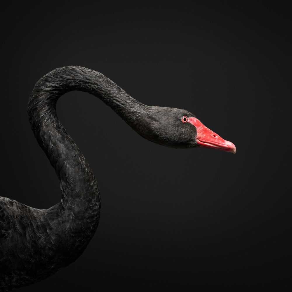 Randal Ford, ‘Black Swan No. 2 (Medium)’, 2018, Print, Digital C-Print on Archival Photographic Paper, null,
