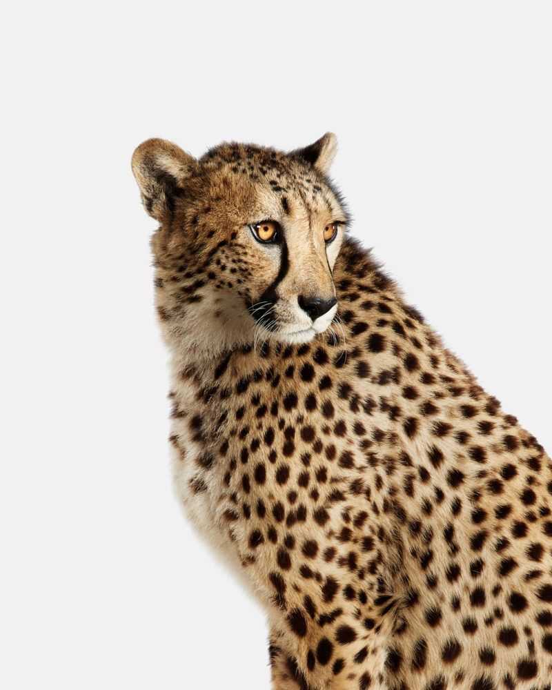Randal Ford, ‘Cheetah No. 1 (Medium)’, 2018, Print, Digital C-Print on Archival Photographic Paper, null,