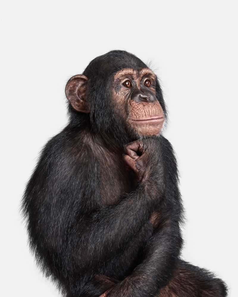 Randal Ford, ‘Chimpanzee No. 1 (Large)’, 2018, Print, Digital C-Print on Archival Photographic Paper, null,