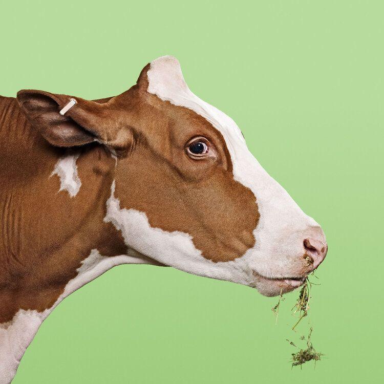 Cow on Green (Small)
