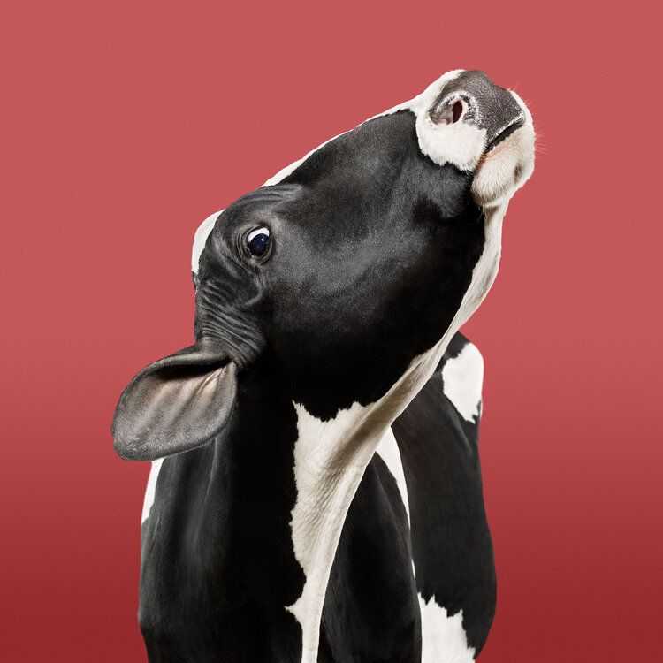 Randal Ford, ‘Cow on Red (Medium)’, 2018, Print, Digital C-Print on Archival Photographic Paper, null,