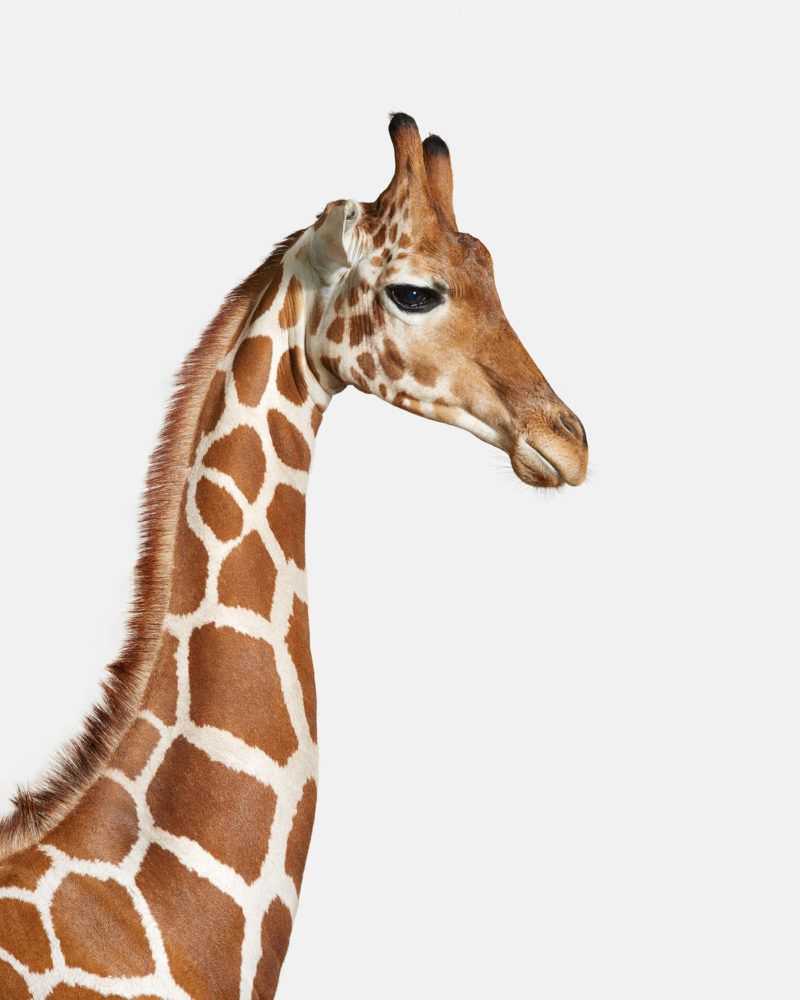 Randal Ford, ‘Giraffe No. 1 (Large)’, 2018, Print, Digital C-Print on Archival Photographic Paper, null,