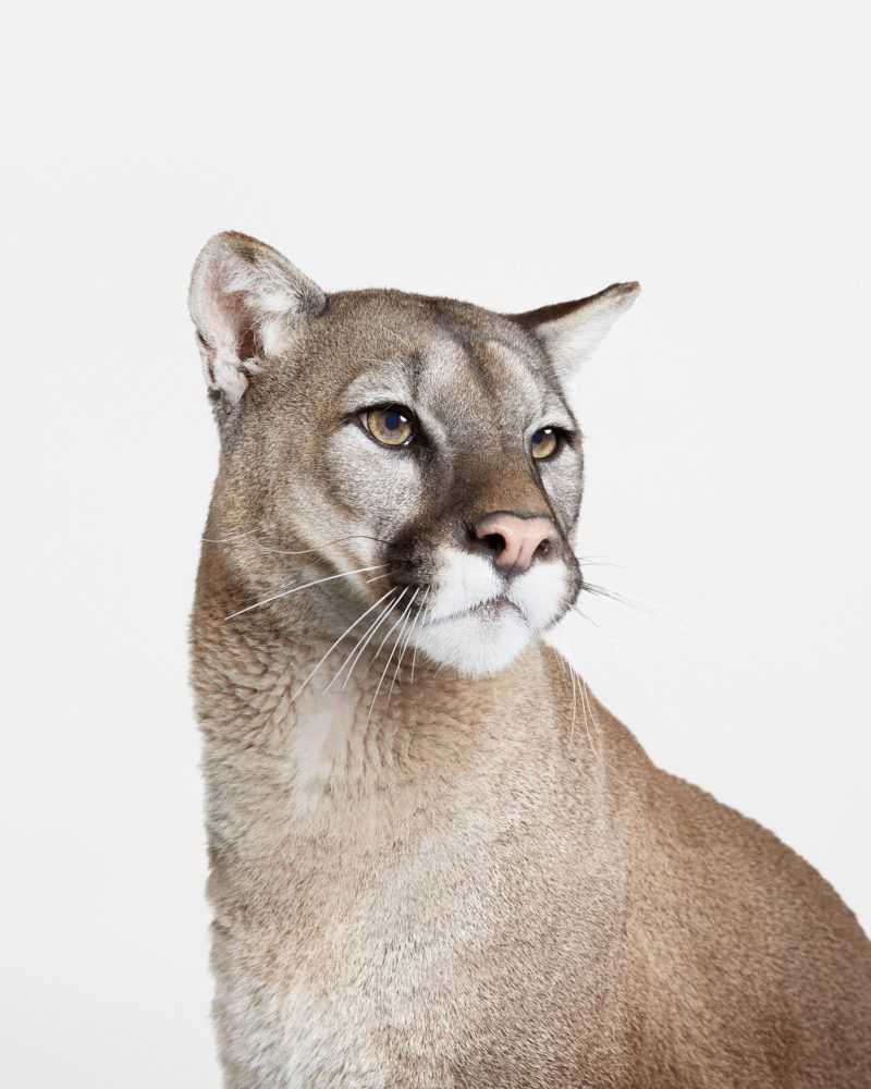 Randal Ford, ‘Mountain Lion No. 2 (Large)’, 2018, Print, Digital C-Print on Archival Photographic Paper, null,
