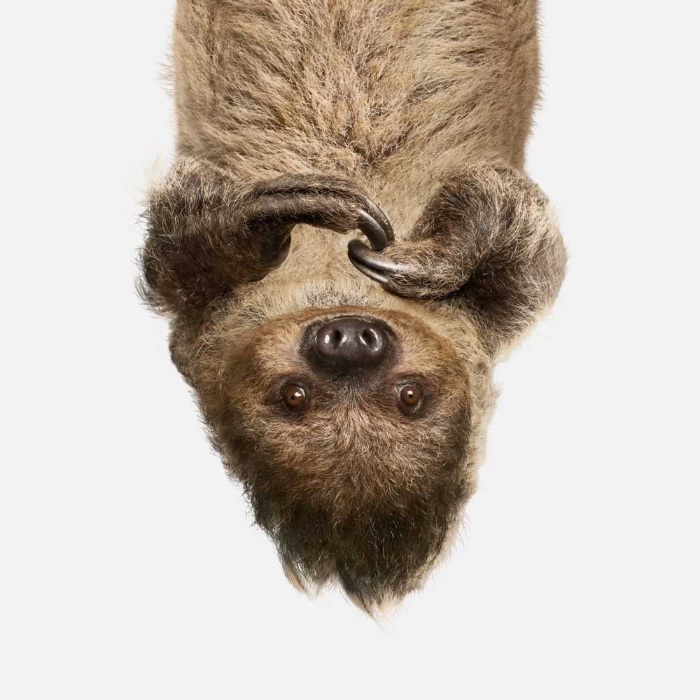 Randal Ford, ‘Upside Down Sloth (Large)’, 2018, Print, Digital C-Print on Archival Photographic Paper, null,