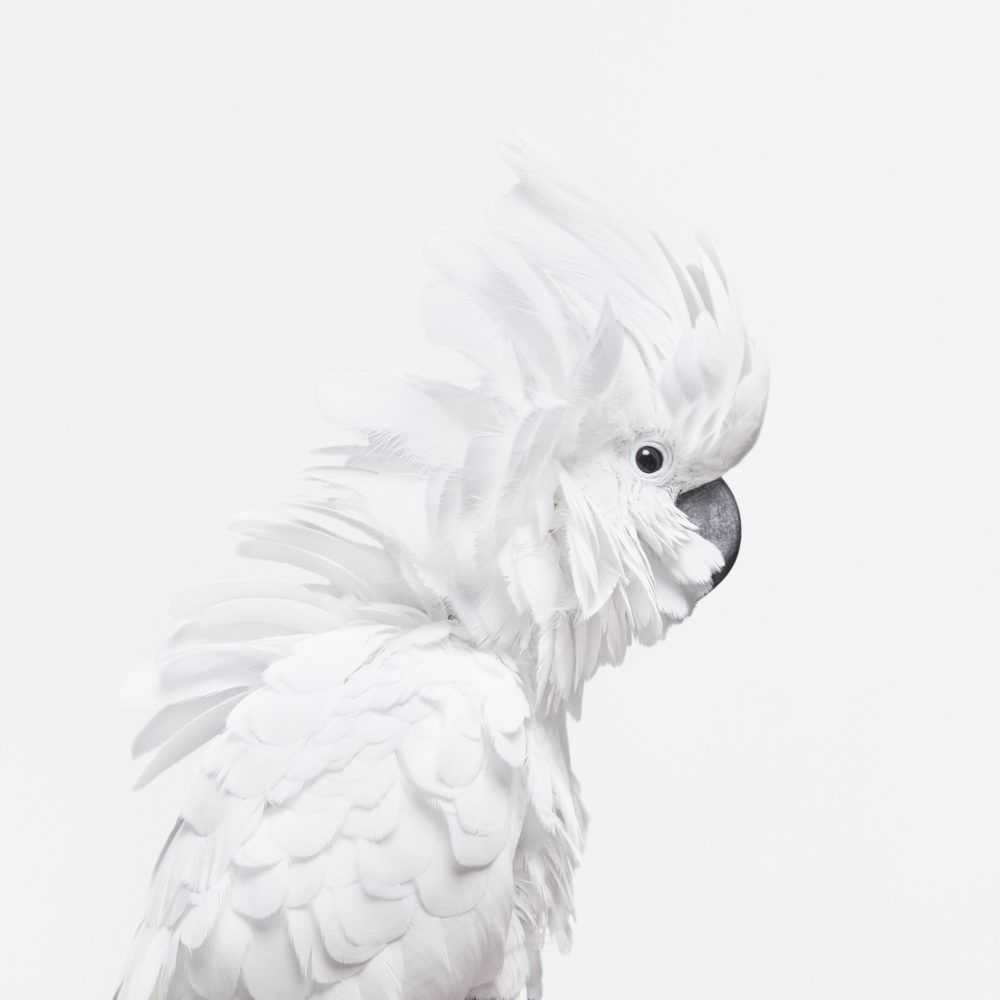 Randal Ford, ‘White Cockatoo (Medium)’, 2018, Print, Digital C-Print on Archival Photographic Paper, null,