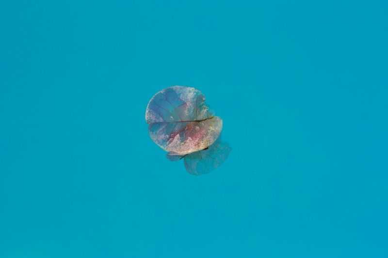 Stuart Möller, ‘Istan Petal’, 2022, Print, Archival Pigment Print, null, Numbered
