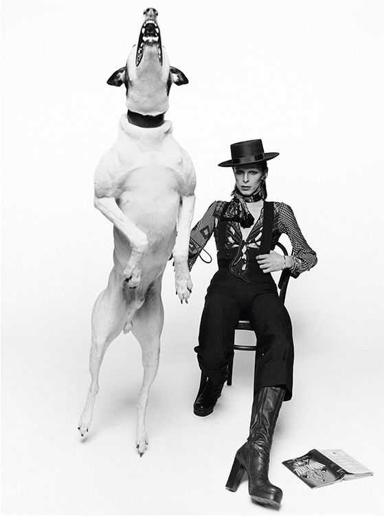 Terry O'Neill, ‘Bowie – Diamond Dogs (Medium) - Signed print’, 1974, Photography, Photography - Silver Gelatin Print, null, Numbered
