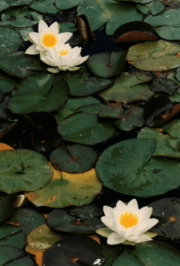 Thomas Struth, ‘Drei weisse Seerosen von oben – N° 52, Düsseldorf (im Nordpark)’, 1993, Print, Inkjet print, null,
