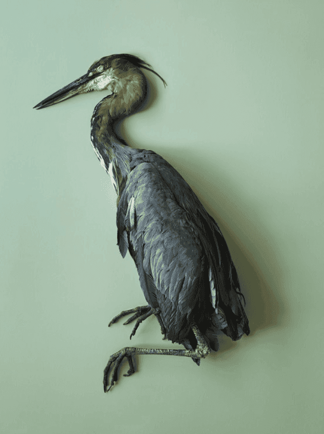 Thomas Struth, ‘Goliathreiher (Ardea goliath), Leibniz IZW, Berlin 2017’, 2017, Print, Inkjet print, null,