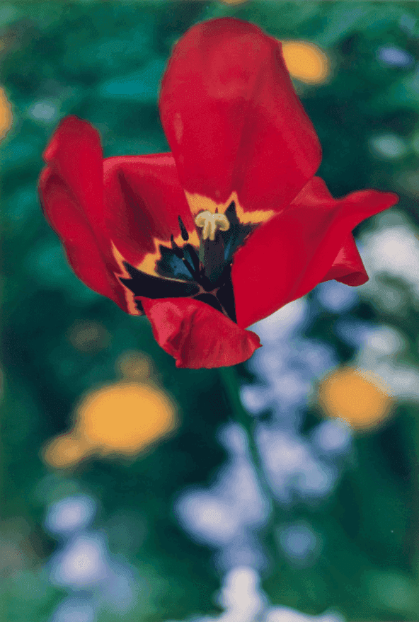 Thomas Struth, ‘Pflanze nr.31 (Single Dark Red Tulip), Dusseldorf’, 1993, Print, Photographic print, null,