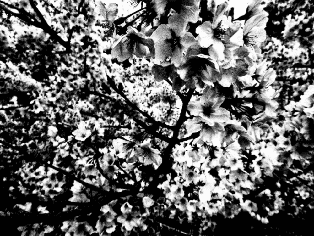 Daido Moriyama, ‘Ango’, 2017, Photography, Gelatin silver print, null,