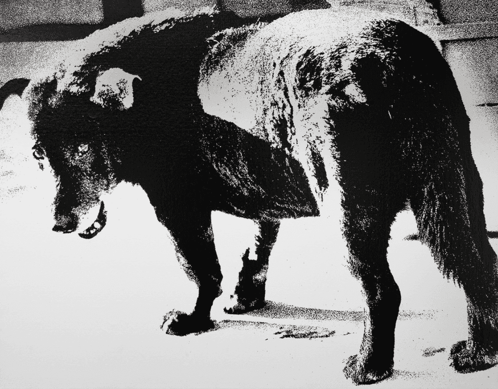 Daido Moriyama, ‘Misawa’, 2011, Photography, Sikscreen printing on canvas., null,