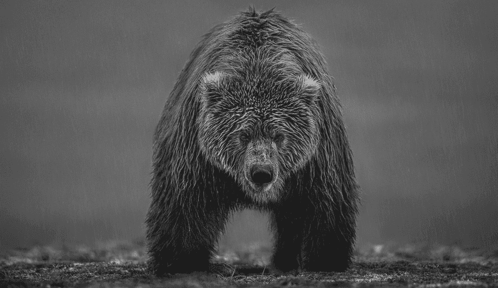 David Yarrow, ‘Bearish II’, 2021, Print, Archival Pigment Print, null,