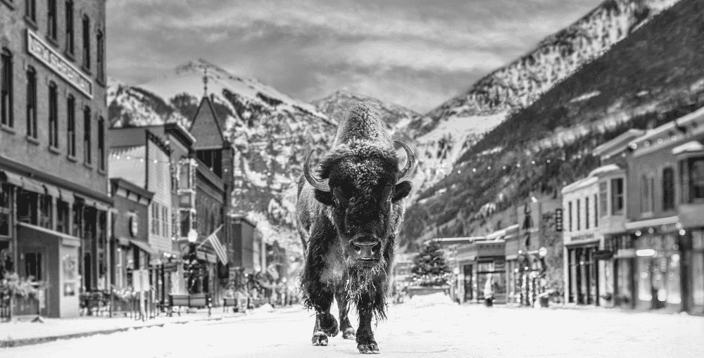 David Yarrow, ‘Bison On Main II’, 2025, Print, Archival Pigment Print, null, Numbered