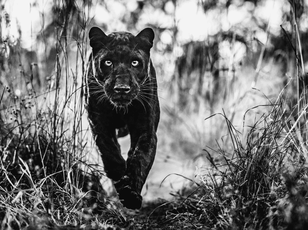 David Yarrow, ‘Black Panther Returns ’, 2019, Print, Archival Pigment Print, null,