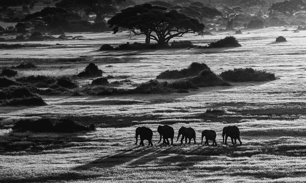 David Yarrow, ‘Dawn Commute’, 2014, Print, Archival Pigment Print, null,